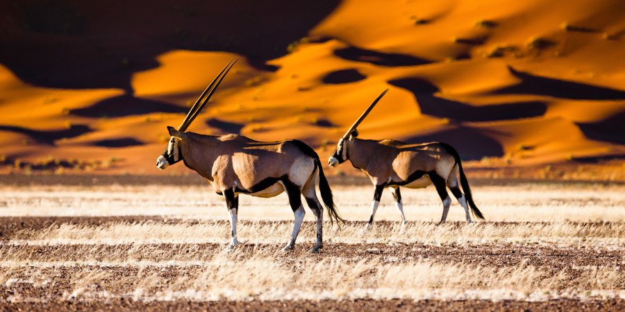Oryx e dune